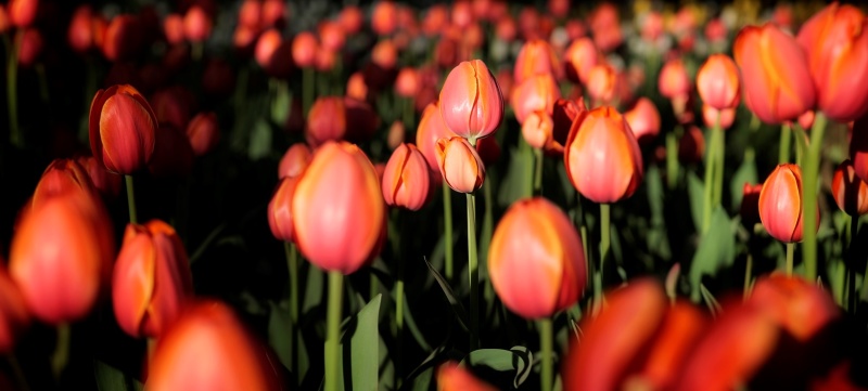 «Фестиваль тюльпанов» ХII Весенний музыкально-флористический праздник (18 – 19, 25 – 26 мая 2024 года)